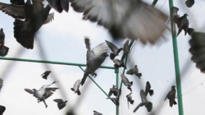 chinese businessman pays record price for belgian racing pigeon chinese businessman pays record price for belgian racing pigeon