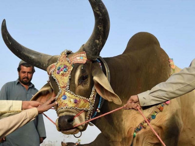 sindh extends eidul azha holidays sindh extends eidul azha holidays