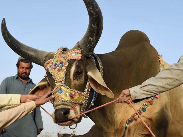 muslims hold a cow at a livestock market ahead of the sacrificial eidul azha festival in quetta photo afp file muslims hold a cow at a livestock market ahead of the sacrificial eidul azha festival in quetta photo afp file