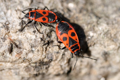 scientists find secret to uncrushable bug s strength scientists find secret to uncrushable bug s strength