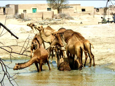 environment matters water required to preserve biodiversity in cholistan