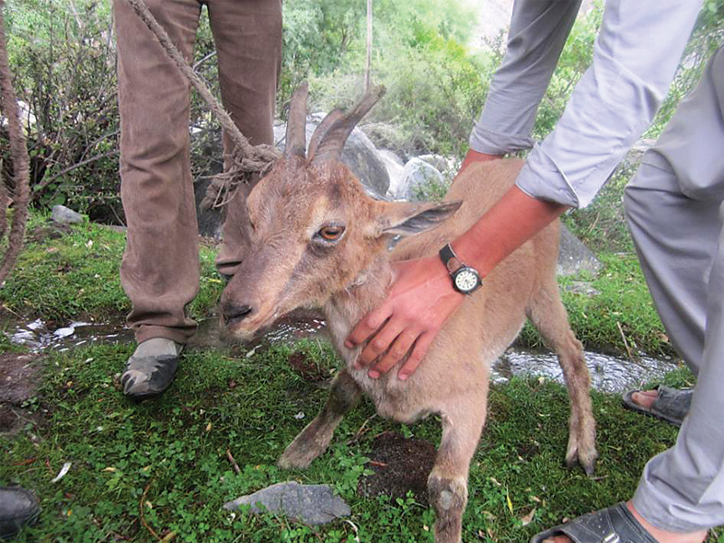 the two year old markhor kid will be released to its habitat after recovery photo rana tahir