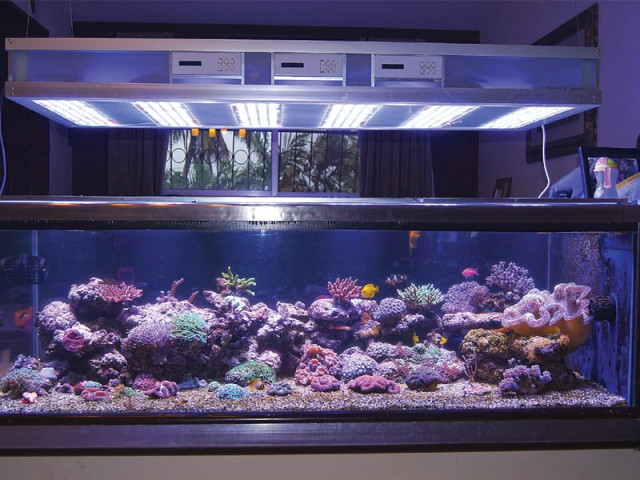 irfan mirza the owner of aquatic koncepts has a large tank at home in which he keeps freshwater fish photo courtesy irfan mirza irfan mirza the owner of aquatic koncepts has a large tank at home in which he keeps freshwater fish photo courtesy irfan mirza