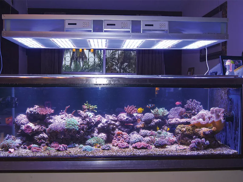 irfan mirza the owner of aquatic koncepts has a large tank at home in which he keeps freshwater fish photo courtesy irfan mirza irfan mirza the owner of aquatic koncepts has a large tank at home in which he keeps freshwater fish photo courtesy irfan mirza