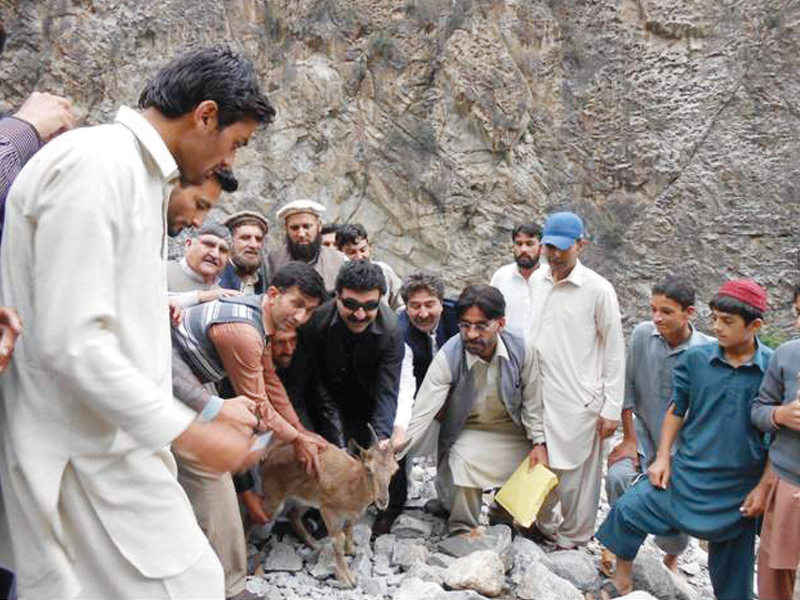 two year old markhor kid being released back to kargah valley after recovering from minor injuries the kid lost its footing and slipped on sunday photo shabbir mir express