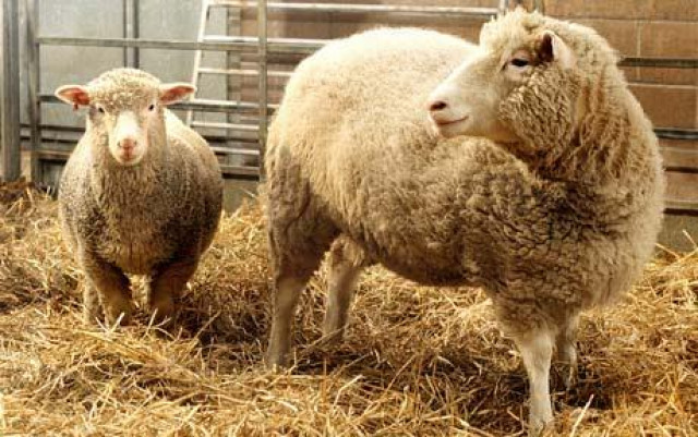 this file photo shows dolly the cloned sheep photo reuters file this file photo shows dolly the cloned sheep photo reuters file
