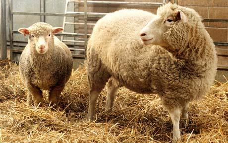 this file photo shows dolly the cloned sheep photo reuters file