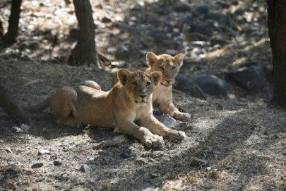 india s endangered lion prides conquer disease to roam free