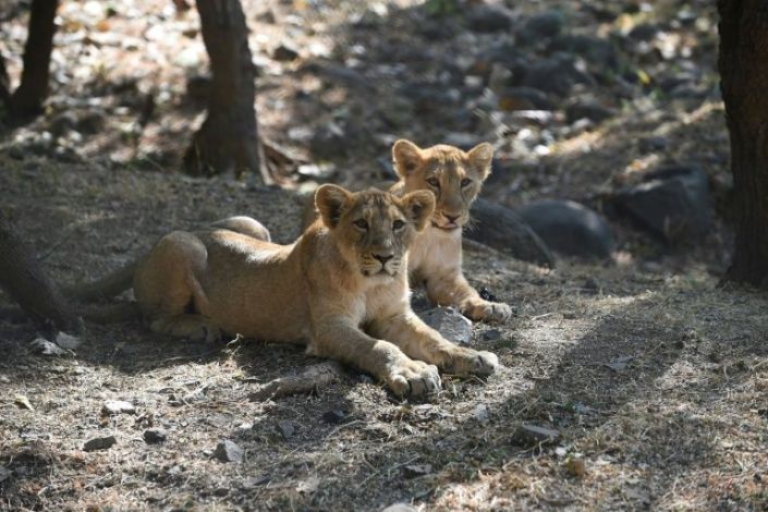 India's endangered lion prides conquer disease to roam free - Vimarsana News