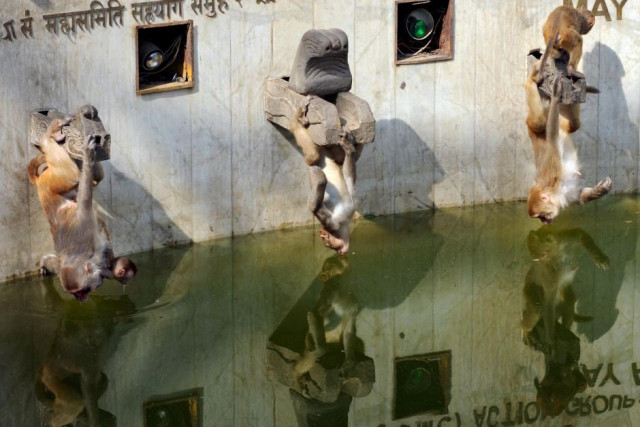 monkey temple photo afp monkey temple photo afp