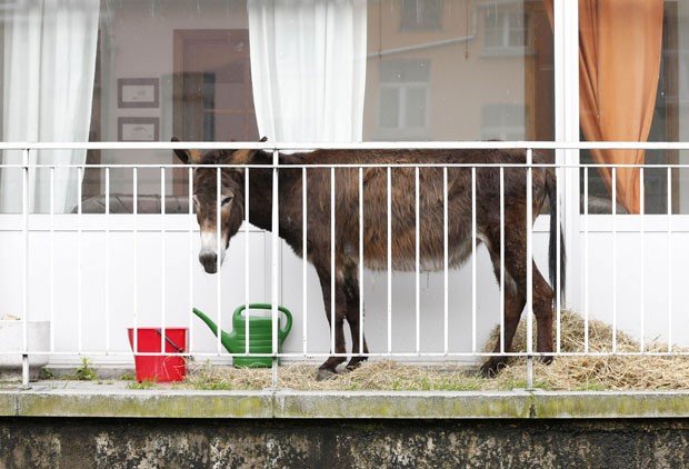 a donkey stands on the balcony of an apartment block in brussels may 31 2013 photo reuters