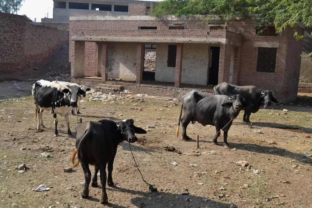 23 assistant education officers have been assigned the task to conduct the survey from june 3 photo express file 23 assistant education officers have been assigned the task to conduct the survey from june 3 photo express file