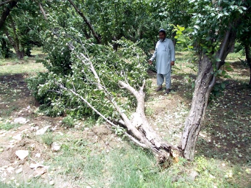 sixty percent of the swati plum and apricot ready to be shipped and shelved was ruined in the storm photo fazal khaliq express