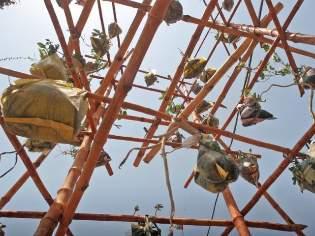 the city s first environment museum boasts gardens in the air at gulshan e iqbal the plants are hanging at various heights reaching up to nearly 10 feet photo athar khan express the city s first environment museum boasts gardens in the air at gulshan e iqbal the plants are hanging at various heights reaching up to nearly 10 feet photo athar khan express