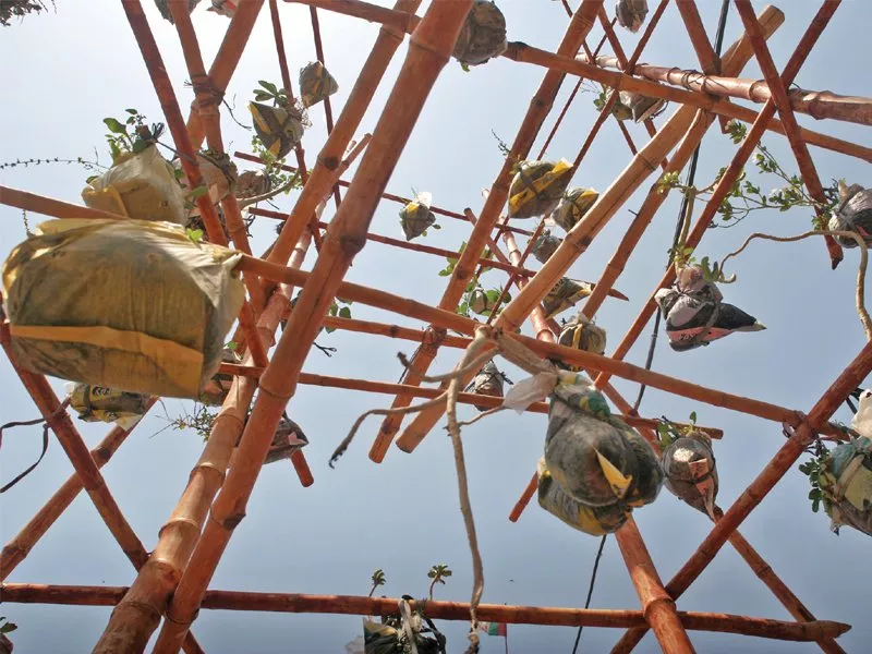 the city s first environment museum boasts gardens in the air at gulshan e iqbal the plants are hanging at various heights reaching up to nearly 10 feet photo athar khan express the city s first environment museum boasts gardens in the air at gulshan e iqbal the plants are hanging at various heights reaching up to nearly 10 feet photo athar khan express