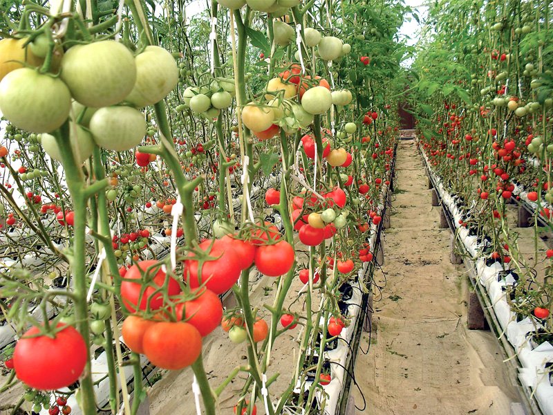 people urged to grow veggies in kitchen gardens