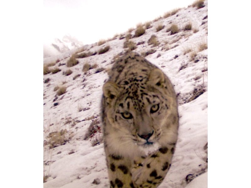 the species being monitored through infrared cameras include the clockwise snow leopard red fox grey wolf and siberian ibex photo courtesy