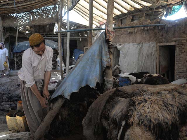 afghan labourer sebghat 29 shaves animal hides to be used to make leather products at a processing plant in mazar i sharif animal hide is one of the top exports in afghanistan often sent through pakistan to international leather markets worldwide photo afp