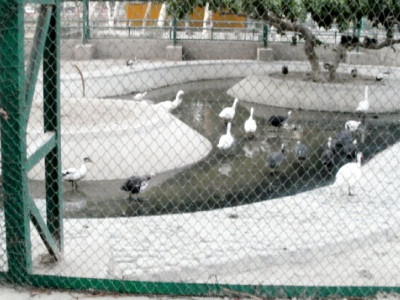 animal rights no water for animals at bahawalpur zoo