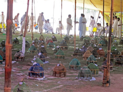 alternative entertainment may the best bird win