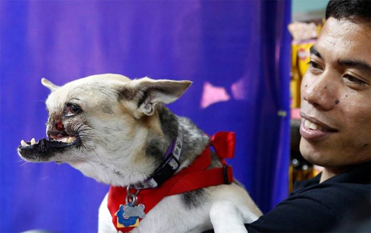 a veterinarian holds kabang a mongrel dog during a news conference after her return to the philippines after eight months of surgery and treatment in the us in makati metro manila june 8 2013 photo reuters