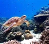 pacific will host fresh climate push
