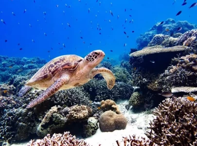 pacific will host fresh climate push pacific will host fresh climate push