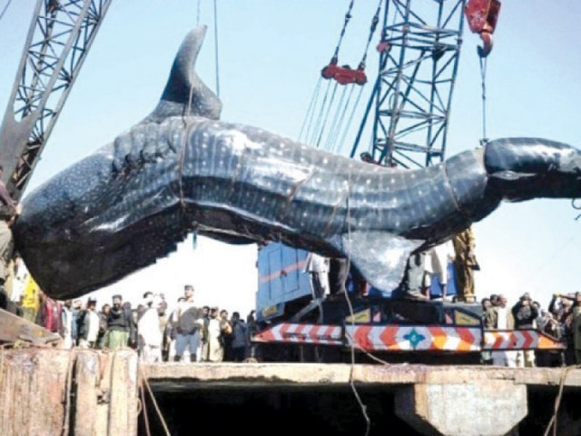 the price is right rs20 per kilogramme was the rate at which pieces of the whale shark were sold at the karachi harbour photos file the price is right rs20 per kilogramme was the rate at which pieces of the whale shark were sold at the karachi harbour photos file
