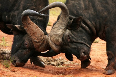 bullish business pakistan s private sector producing more semen than govt