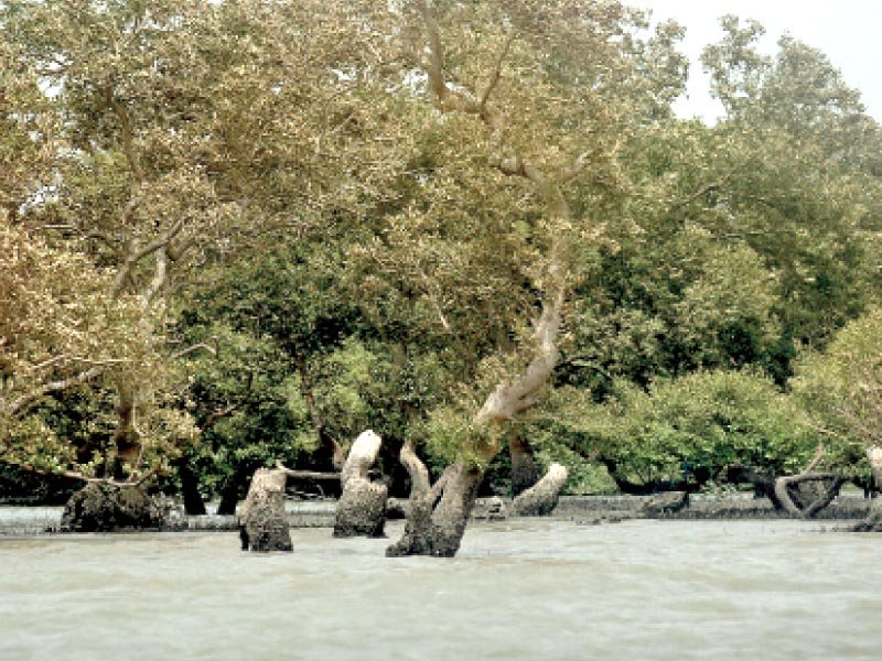 the depletion of mangrove forests along sindh s coastline has not only impacted the lives of coastal communities but also means that there are no natural barriers to protect urban centres from tsunamis and storms photo athar khan express