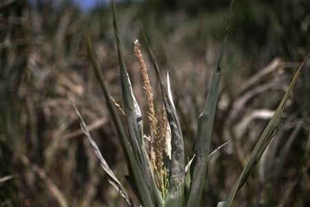 fruit vegetable output reduced due to lack of irrigation photo reuters