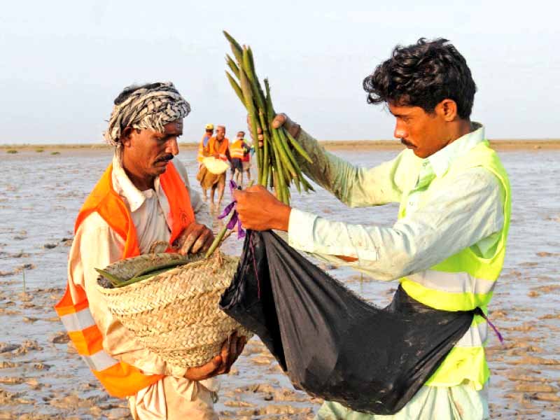 around 300 residents of the coastal areas helped plant of 750 000 mangrove saplings at kharo chan thatta finishing in a little over 12 hours this is the highest number of saplings planted within a day photo mohammad noman express