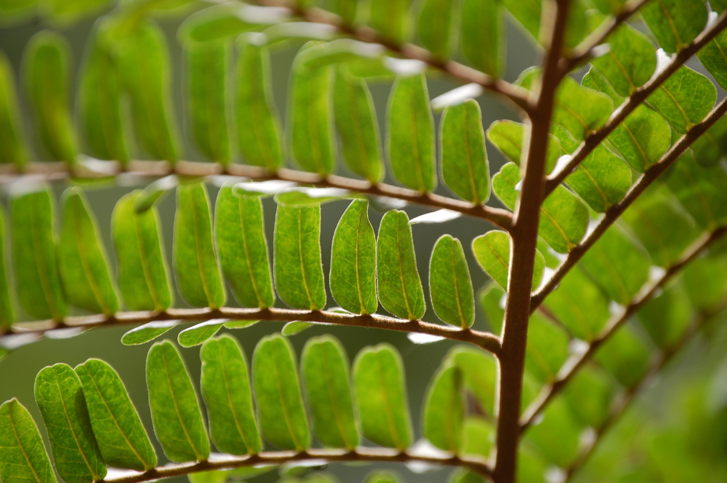 mechanisms inside the leaf measure the size of the starch store and estimate the length of time until dawn