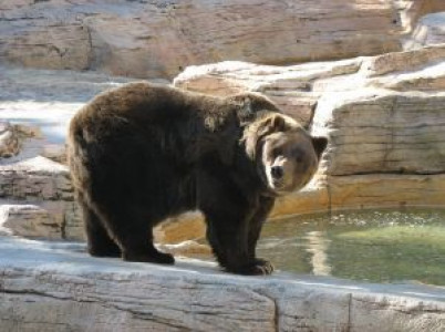 explanation sought for delayed transfer of bears explanation sought for delayed transfer of bears