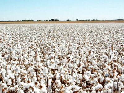 no assured water irrigation rest house office torched no assured water irrigation rest house office torched