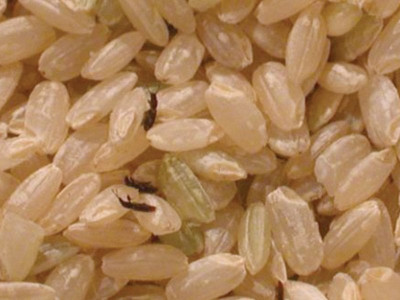 bug infestation exporters confirm mexico has detained rice shipment