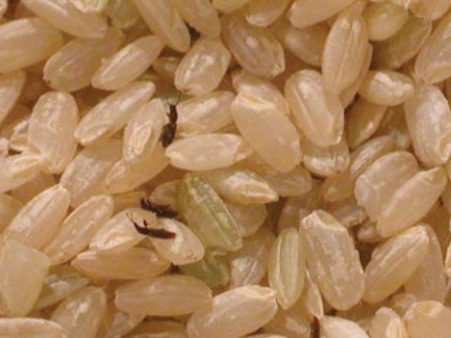 mexican officials have been instructed to ensure that every rice container from pakistan be inspected to protect mexican crops from the risk of contamination photo file mexican officials have been instructed to ensure that every rice container from pakistan be inspected to protect mexican crops from the risk of contamination photo file