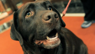 police sniffer dogs horses up for adoption