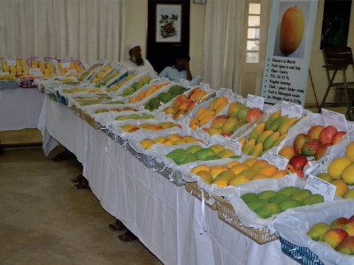 king of fruits bahawalpur hosts first ever national mango festival
