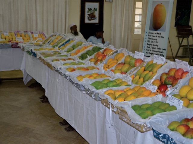 over 150 varieties mango were displayed at the festival photo file over 150 varieties mango were displayed at the festival photo file