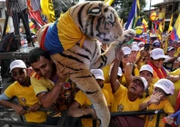 tiger supporters celebrate victory for colombia s far right