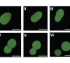scientists make cells using lab made dna