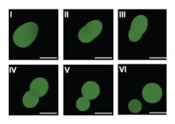 scientists make cells using lab made dna scientists make cells using lab made dna