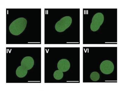 scientists make cells using lab made dna scientists make cells using lab made dna