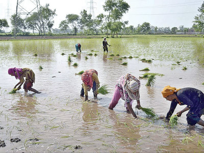 planting rice saplings women farmers say hard work pays little planting rice saplings women farmers say hard work pays little
