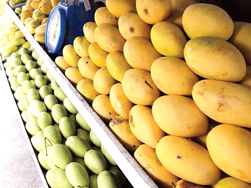 pakistan is one of the largest producers of the king of fruits with around 1 5 million tons of mangoes produced every year photo file