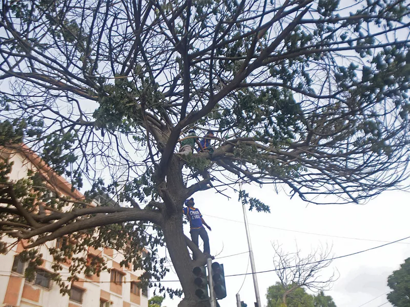 rescue workers climb a tree at the blast site to collect pieces of bodies and other evidence photo mohammad saqib express rescue workers climb a tree at the blast site to collect pieces of bodies and other evidence photo mohammad saqib express