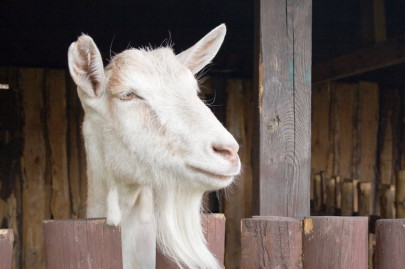 no kidding goats help lure customers to tokyo cafe