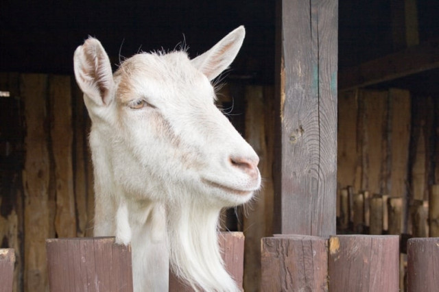goat cafe houses a pair of friendly goats for customers to pet play with and even take for walks photo file goat cafe houses a pair of friendly goats for customers to pet play with and even take for walks photo file