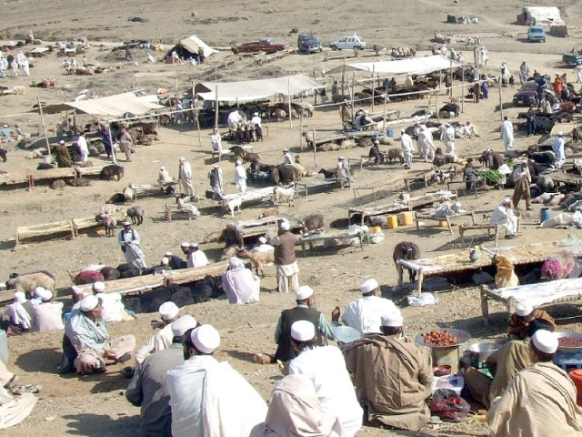 dr gul said farmers should avoid waiting for the vaccine and use imported drugs from korea photo express dr gul said farmers should avoid waiting for the vaccine and use imported drugs from korea photo express